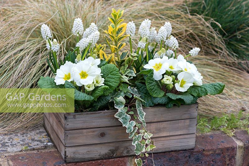 A wooden box planted with Muscari 'White Magic', primrose, variegated ivy and spindle.