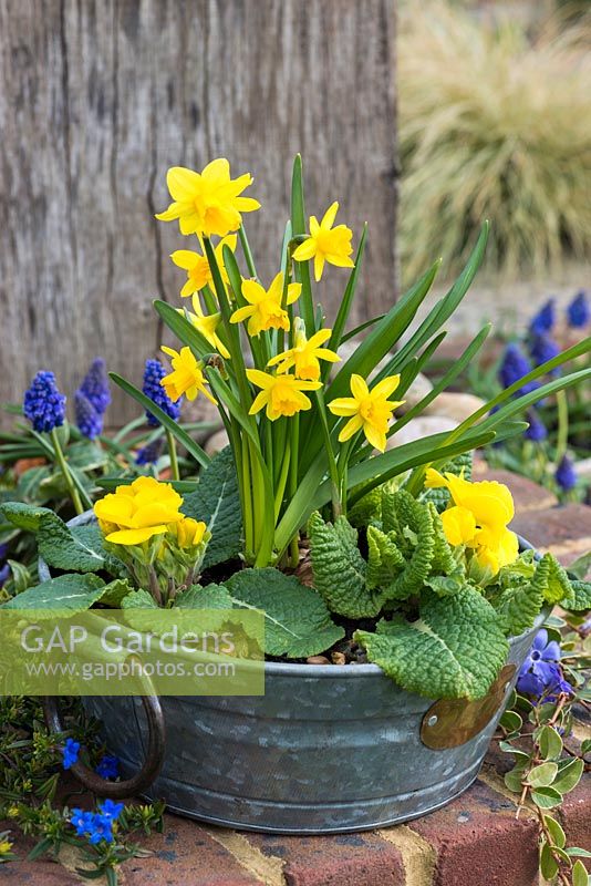 Narcissus Tete-a-Tete with primroses in a metal container.