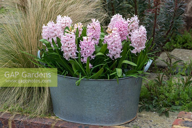 Hyacinthus orientalis 'Apricot Passion'. a very fragrant, early flowering hyacinth, in March.