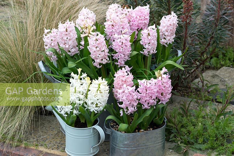 Hyacinthus orientalis 'Apricot Passion' and 'White Pearl', very fragrant, early flowering hyacinths, in March.