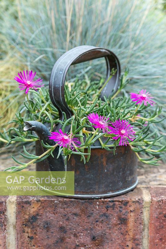 Antique copper kettle planted with Delosperma cooperi, Cooper's ice plant, a fleshy succulent perennial with pink daisy-like flowers from June.