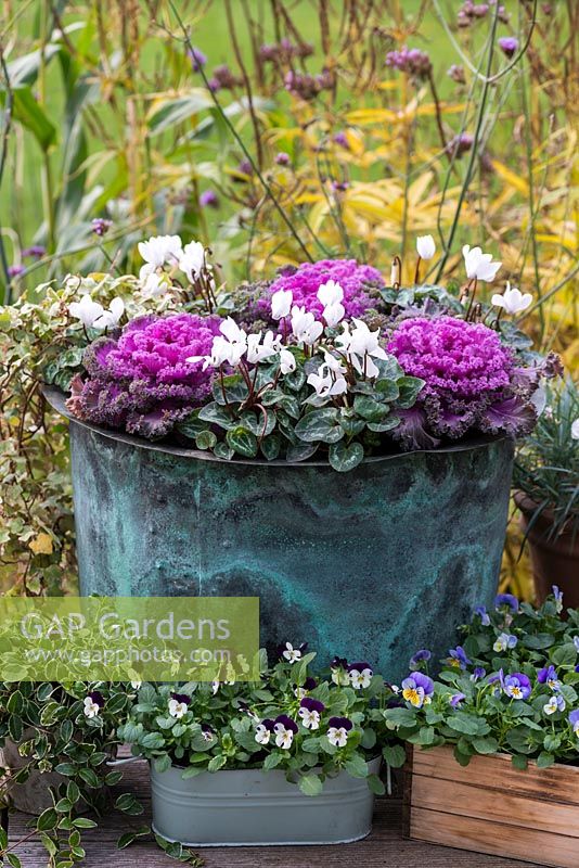A vintage copper wash tub is planted for autumn with ornamental cabbage and white cyclamen.