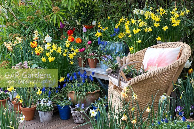 A colourful spring container garden with daffodils, tulips, grape hyacinths and violas surrounding a garden chair.