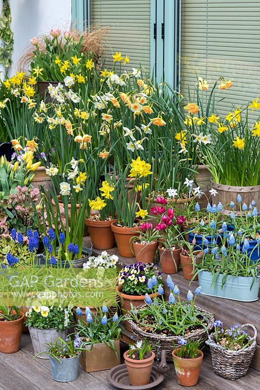 A colourful spring container display with daffodils, tulips, grape hyacinths, hellebore and violas.