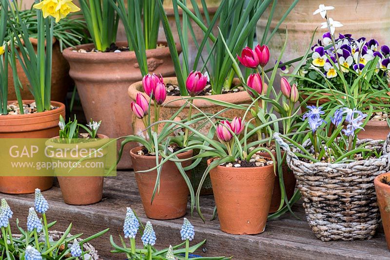Colourful spring containers planted with Tulipa hageri 'Little Beauty', Chionodoxa luciliae, muscari and violas.