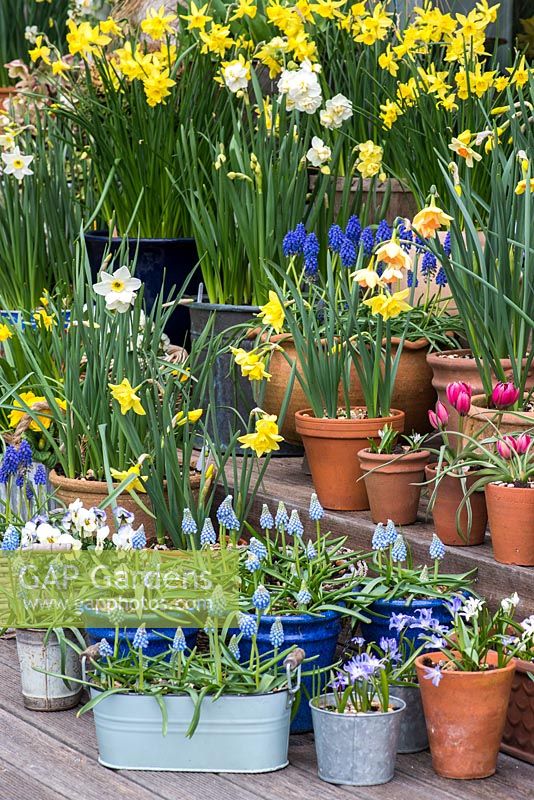 A colourful spring container display of daffodils, tulips, grape hyacinths, hellebores and violas on a wooden deck.