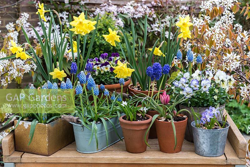 A potting bench with colouful spring containers of Muscari aucheri 'Ocean Magic' 