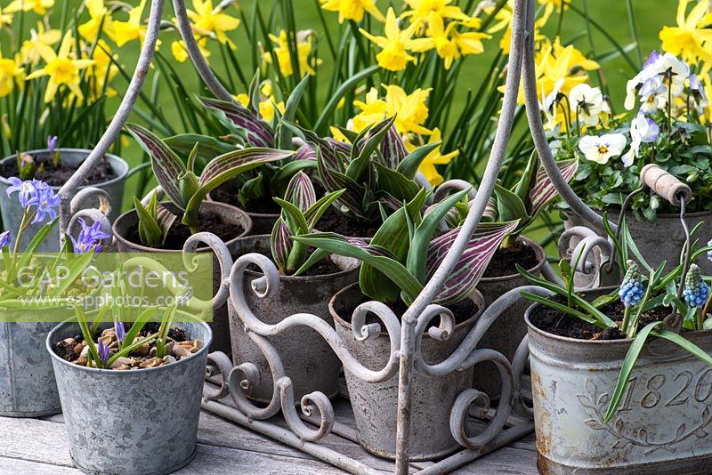 Tulip greggii 'Red Riding Hood', Chionodoxa luciliae, violas and muscari in metal containers.