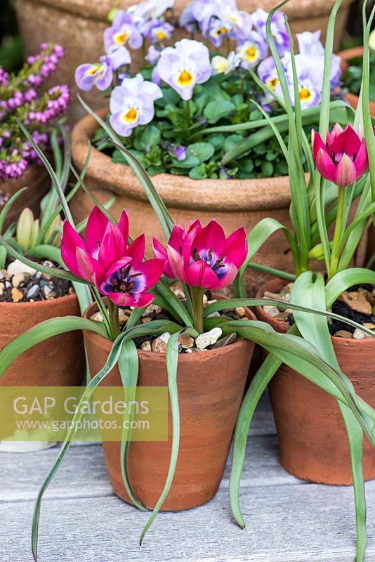 Terracotta pots planted with Tulipa hageri 'Little Beauty', violas and heather.
