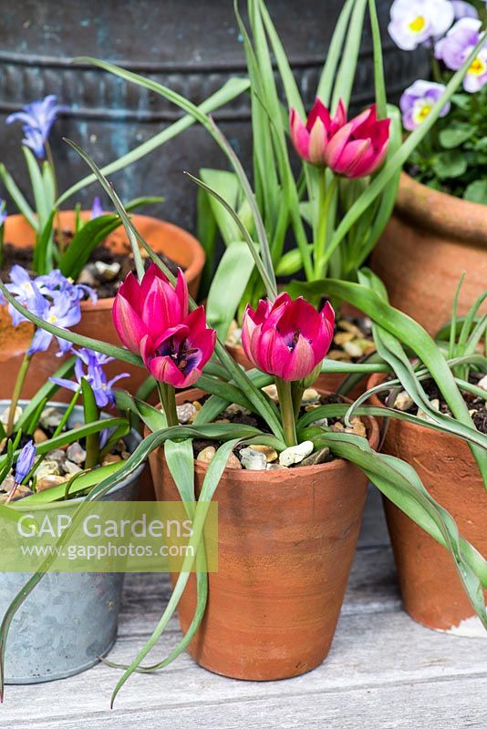 Terracotta pots planted with Tulipa hageri 'Little Beauty', Chionodoxa luciliae and violas.
