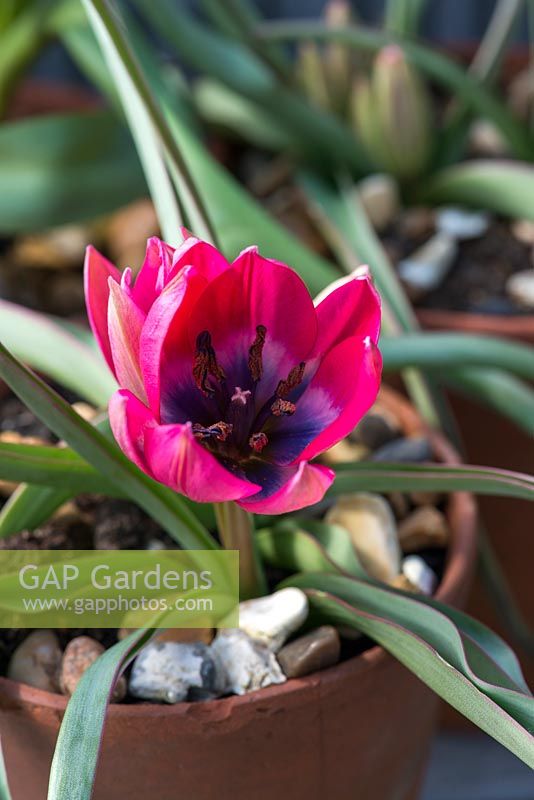 A terracotta pot planted with Tulipa hageri 'Little Beauty'.