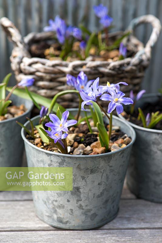 Metal pots planted with Chionodoxa luciliae.