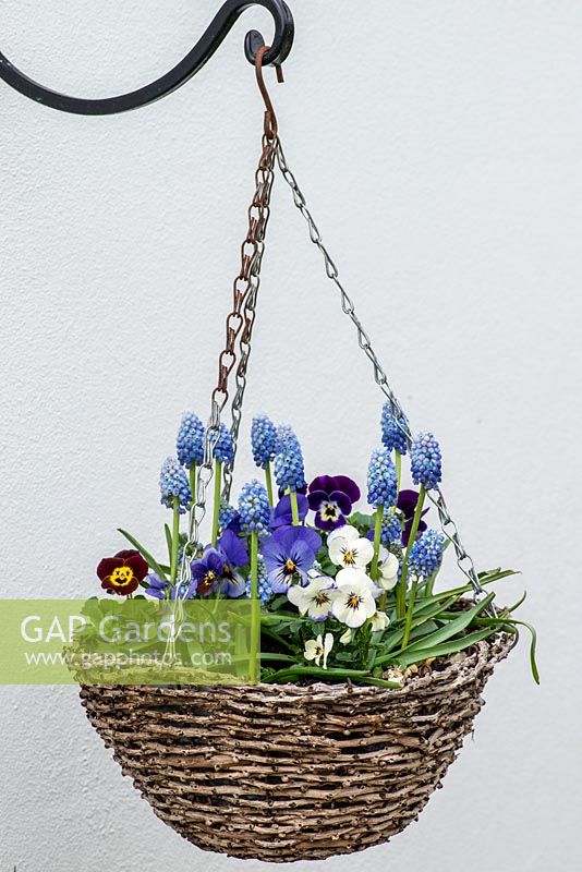 A hanging basket with Muscari aucheri 'Ocean Magic' underplanted with violas.