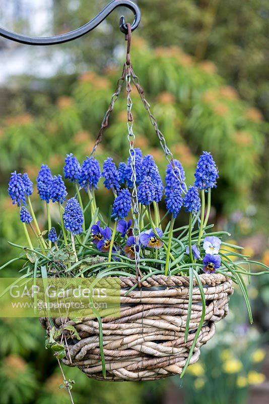 A woven hanging basket with Muscari 'Artist' underplanted with violas.