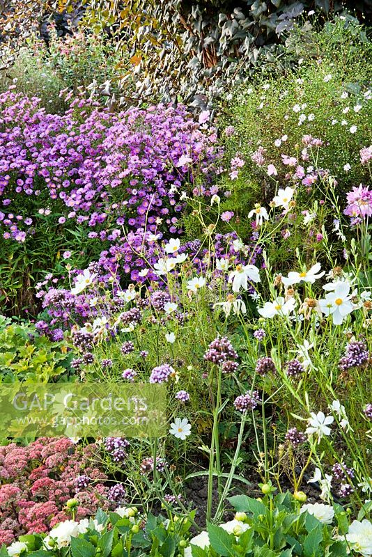 Late summer border. Aster novea-angliae, Cosmea, Gaura lindheimeri, Anemone, Sedum 'Matrona' and Verbena bonariensis. Weihenstephan Gardens