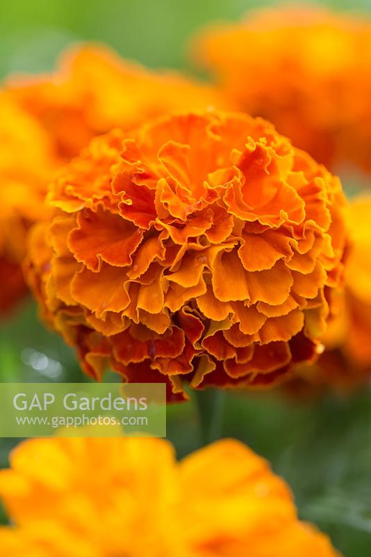 Marigold 'Zenith Extra Red'