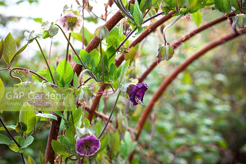 Cobaea scandens 'Purple' growing over metal arches. Cup and saucer vine