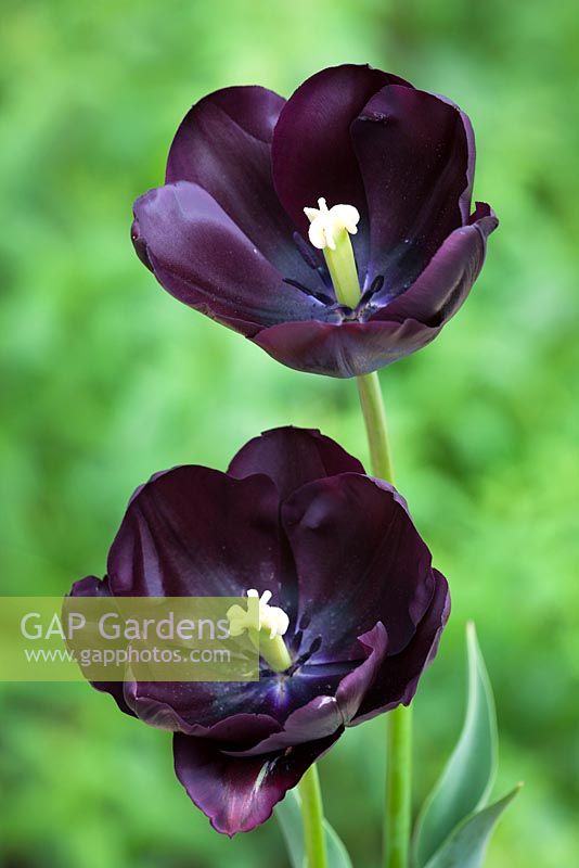 Tulipa 'Paul Scherer' AGM