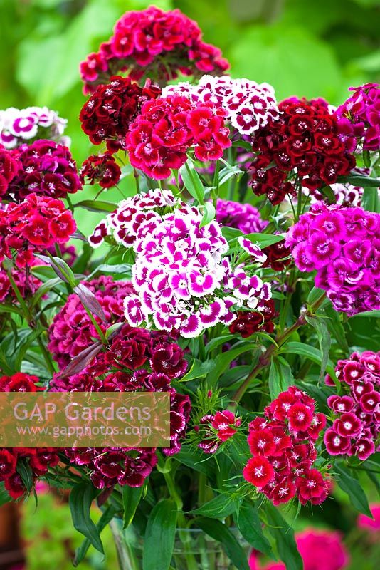 Dianthus barbatus 'Electron Auricula-eyed Mixed' -Sweet William in a glass vase