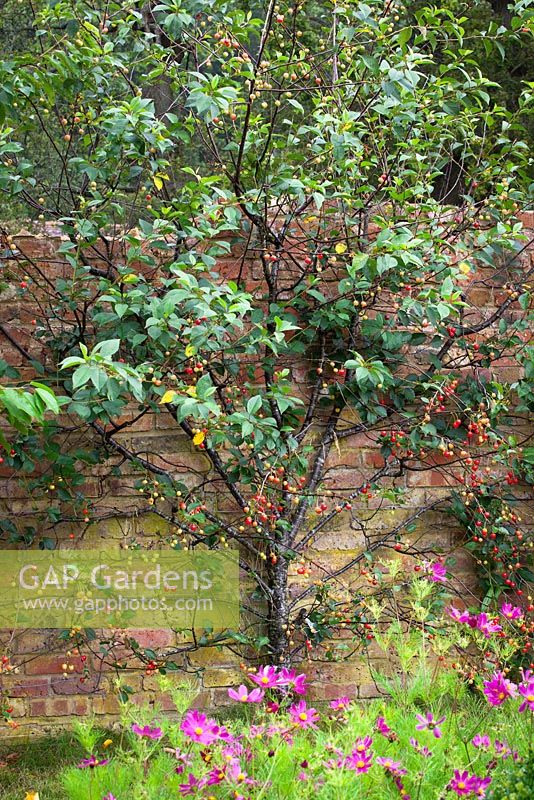 Prunus cerasus 'Morello' AGM. Morello cherry fan trained against a brick wall