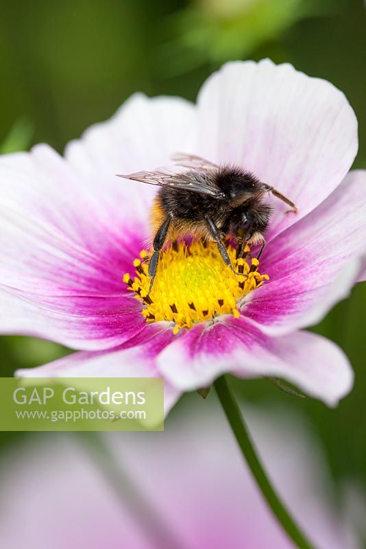 Bee on Cosmos bipinnatus 'Daydream'