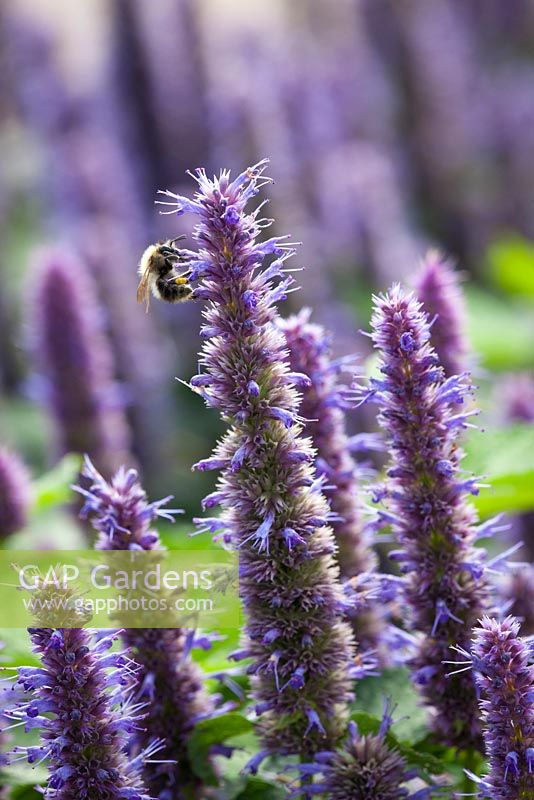 Agastache foeniculum with Bee 