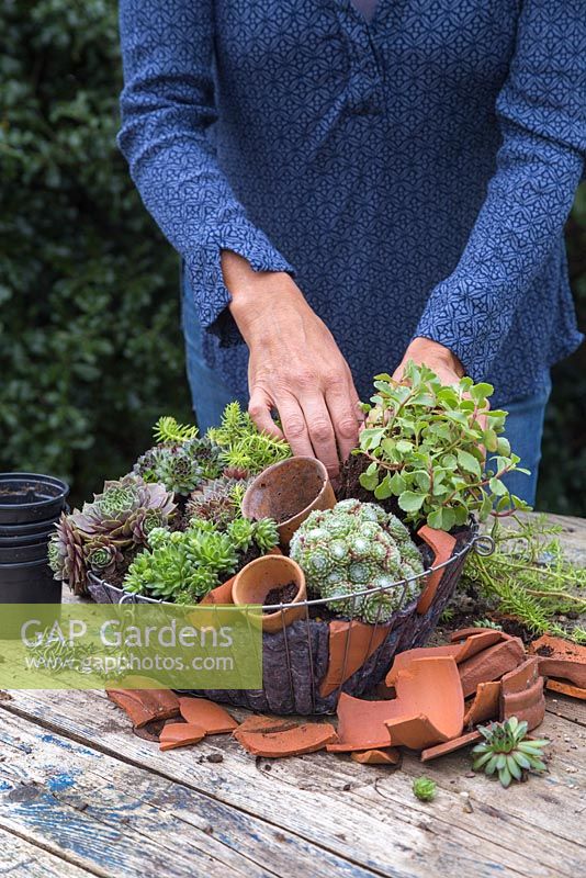 Plant the Succulents in the hanging basket