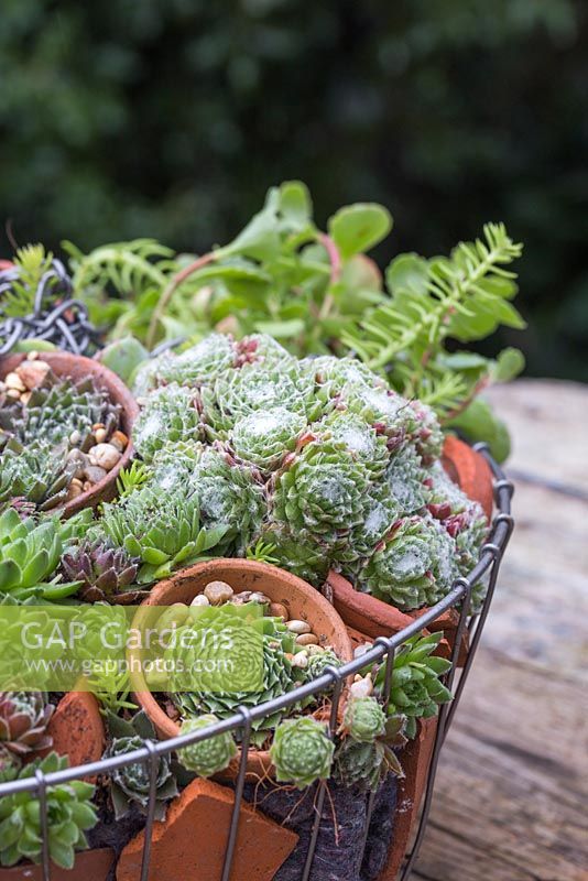 Detail of Succulents and terracotta pots in the hanging basket