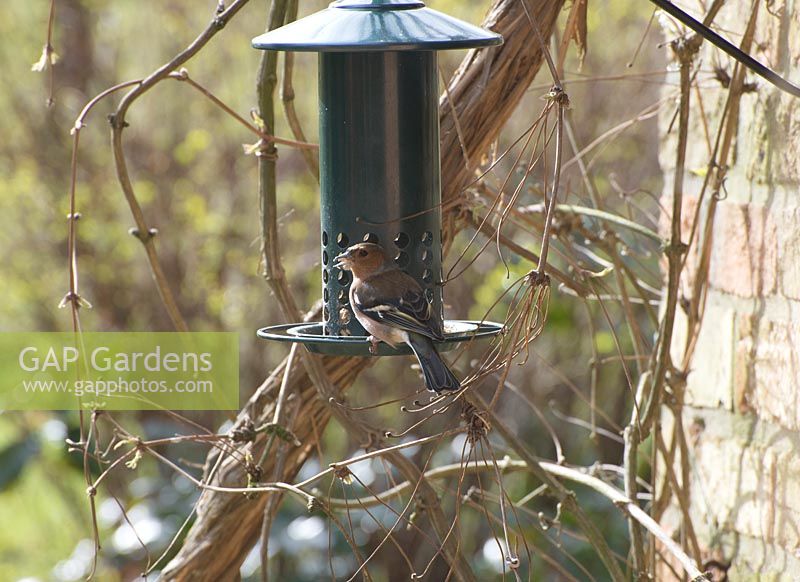 Male chaffinch - Fringilla Coelebs eating seeds from a squirrel proof bird feeder in winter. Gowan Cottage