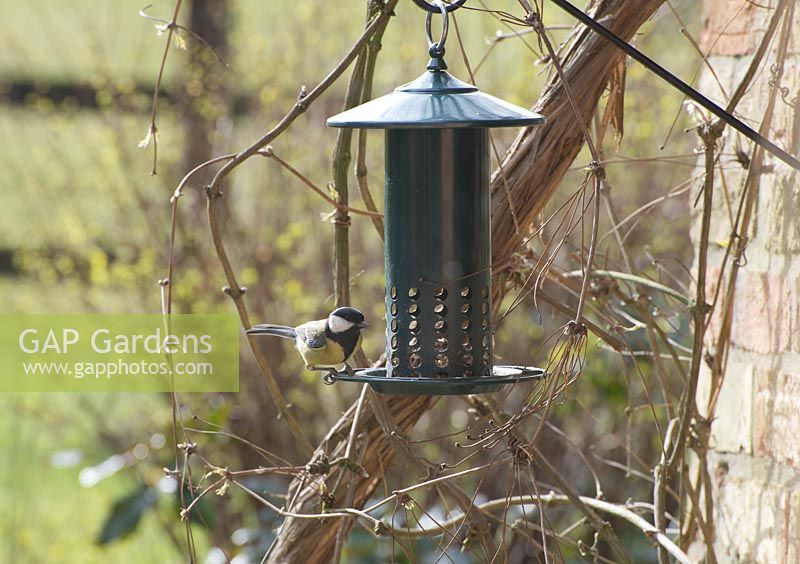 Great tit - Parus major eating seeds from a squirrel proof bird feeder in winter. Gowan Cottage