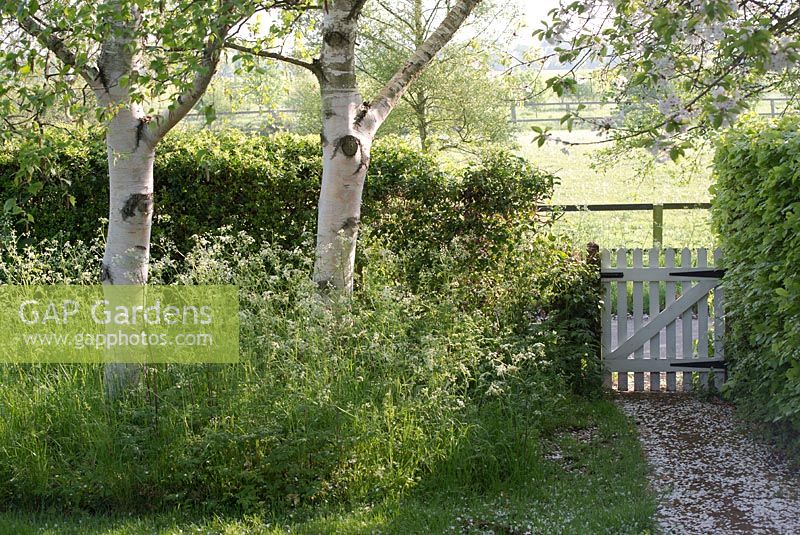 Betula utilis var jacquemontii - silver birch trees underplanted with Anthriscus sylvestris - cow parsley with path and gate in the early morning light - Gowan Cottage in May.