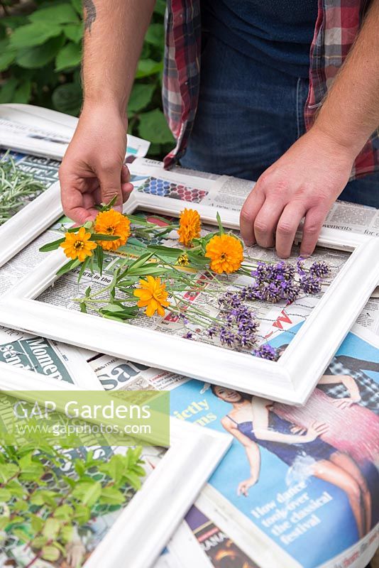 Calendula, Lavender and Rosemary being placed on the frames