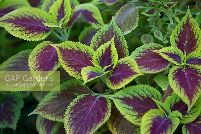 Plectranthus scutellarioides, coleus, small plants with colourful leaves, purple centres and lime green edges.