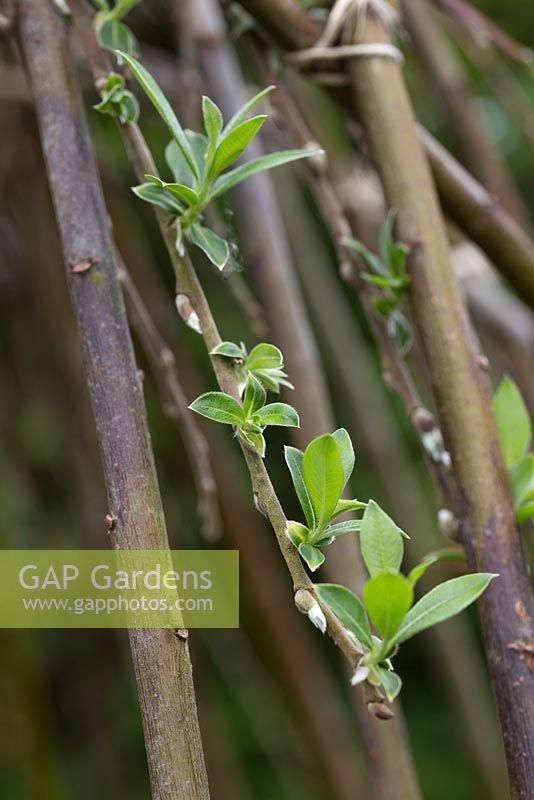 New leaves developing on the Willow sticks