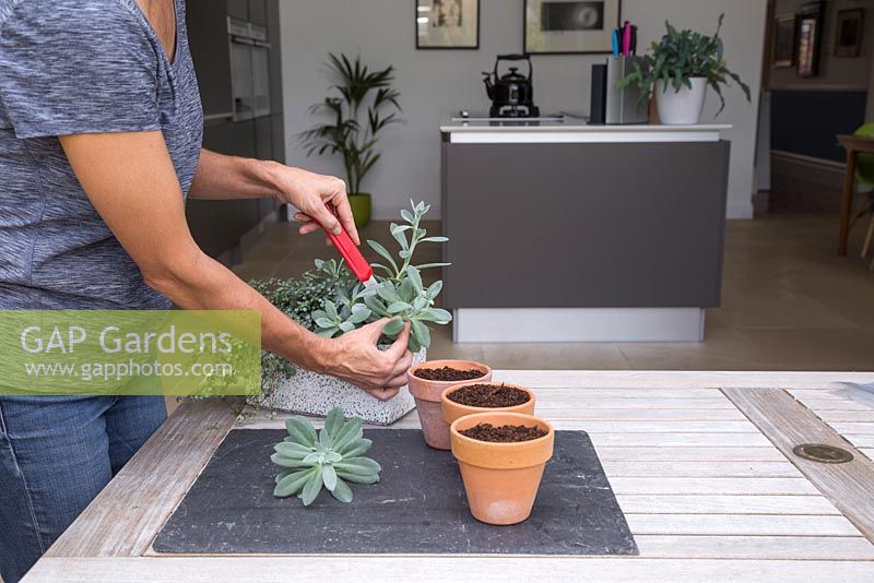 Use a stanley knife to take softwood cuttings of Senecio cephalophorus