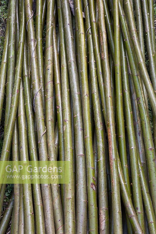 A bundle of Scarlet Willow - Salix alba var. vitellina 'Britzensis'