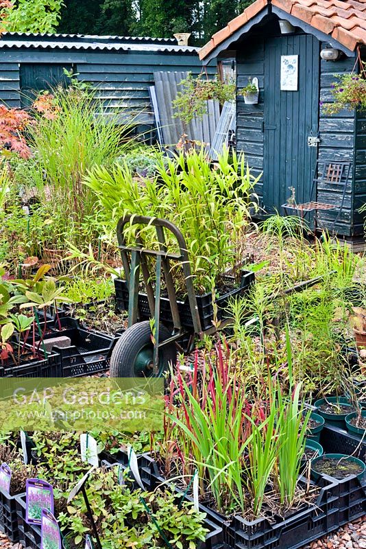 Small nursery with perennials and ornamental grasses. De Luie Tuinman