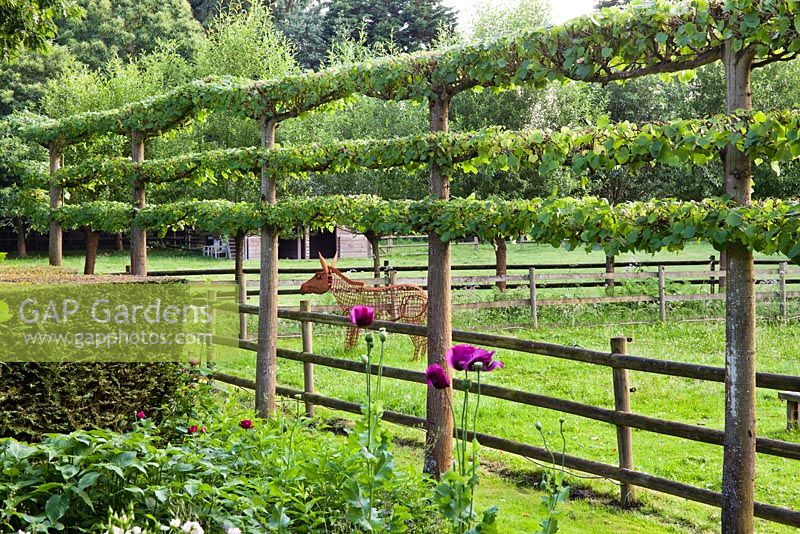 Pleached Lime