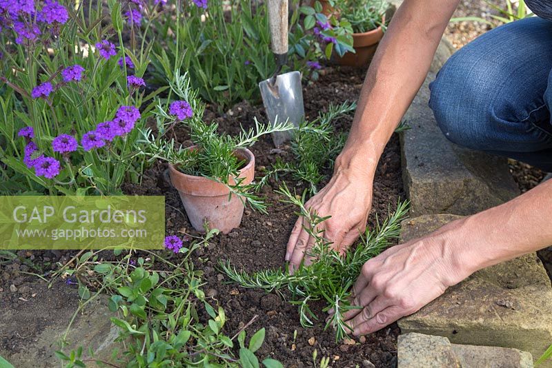 Planting out Creeping Rosemary cuttings into a garden border