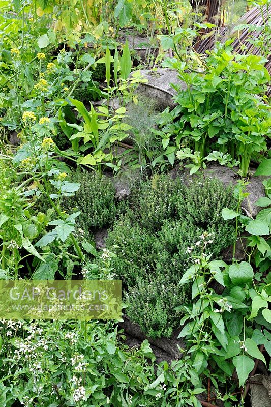 A living herb wall planted with Thyme, Rocket and Lovage