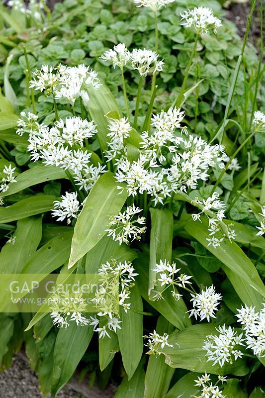 Allium ursinum - Wild Garlic