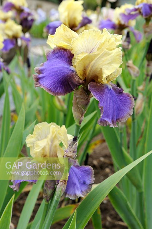 Iris germanica 'Galadriel's Ring' 