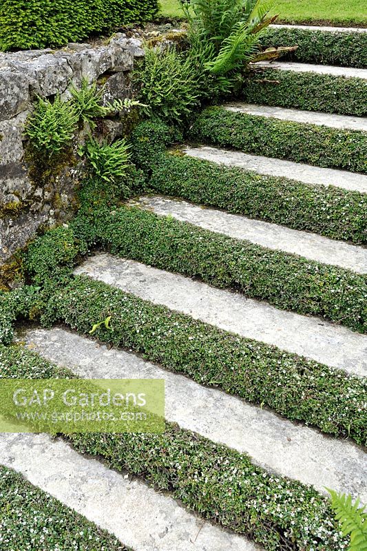 Stone steps planted with Cotoneaster dammeri