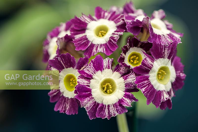 Primula auricula 'Woottens Roman Stripe', May