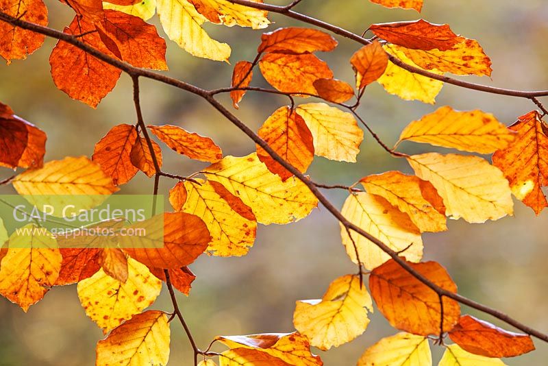 Fagus sylvatica - Beech leaves - Burnham Beeches, Buckinghamshire, UK