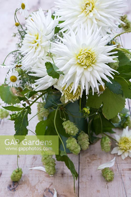 Floral display of Dahlia 'My Love' with Humulus lupulus 'Golden Tassels' in a green jug