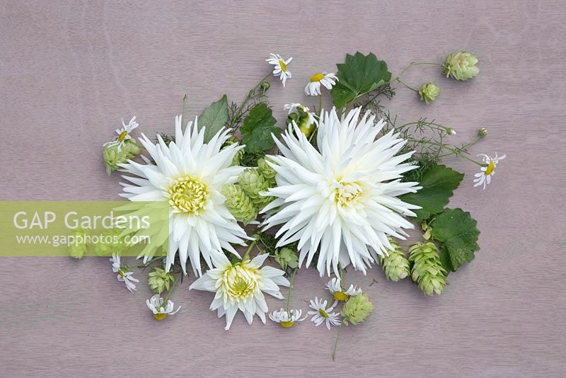Floral display of Dahlia 'My Love' with Humulus lupulus 'Golden Tassels' on a wooden surface