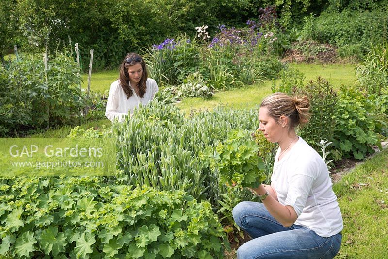 Emily and Sharon picking flowers for orders