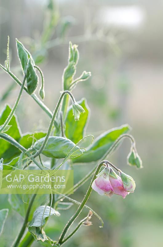 Lathyrus odoratus - Sweet Pea in morning light