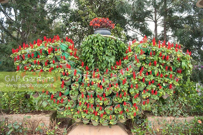 Da Lat Vietnam Botanical Gardens. Garden feature with Saliva Splendens.